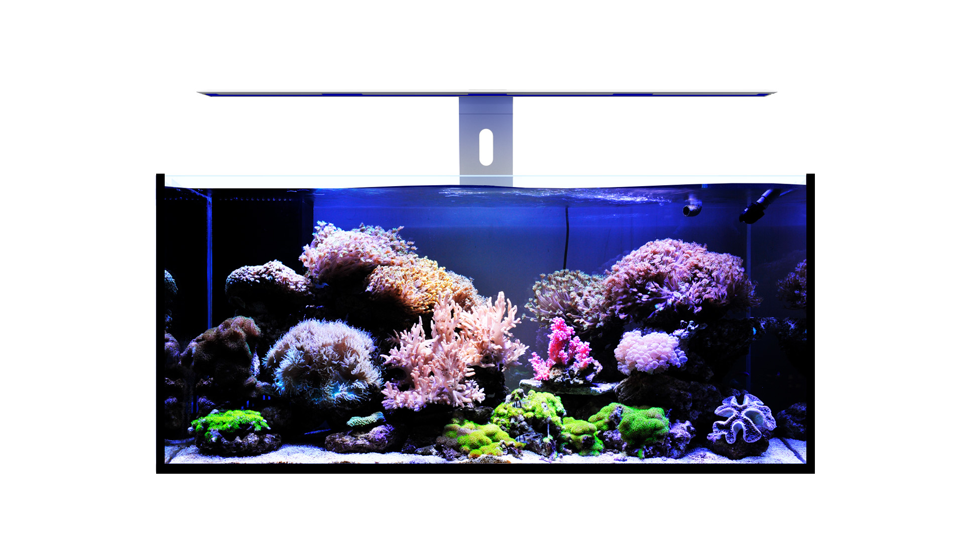 Lampe 60W pour aquarium MICMOL spécial plantes - G3 Aqua Air