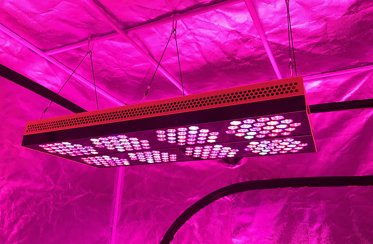 bloombee - led grow light