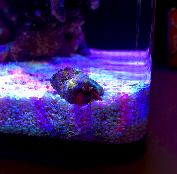 aqua mini - led aquarium light