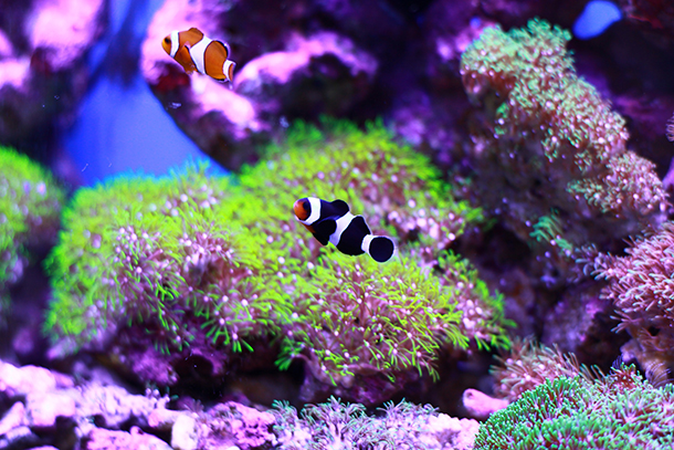 aqua pro - led aquarium light
